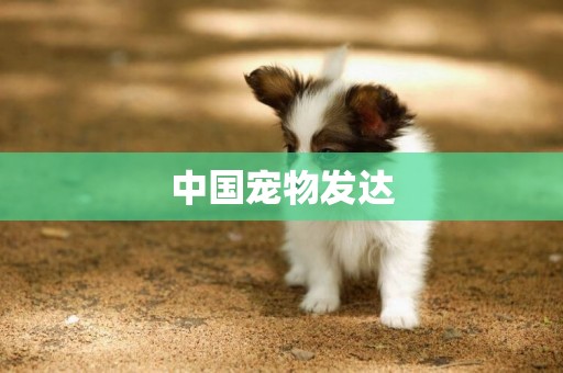 中國寵物發達