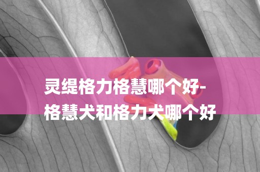 靈緹格力格慧哪個好-
格慧犬和格力犬哪個好