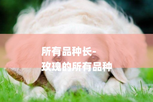所有品種長-
玫瑰的所有品種