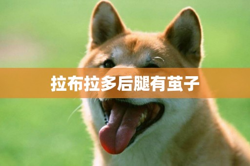 拉布拉多后腿有繭子