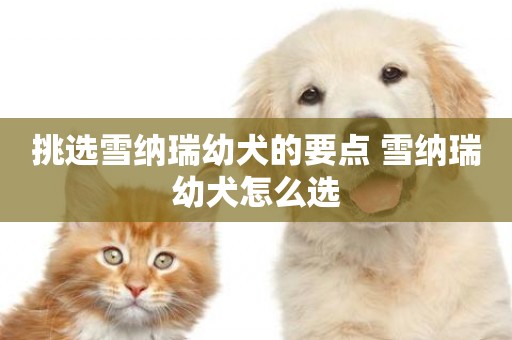 挑選雪納瑞幼犬的要點 雪納瑞幼犬怎么選