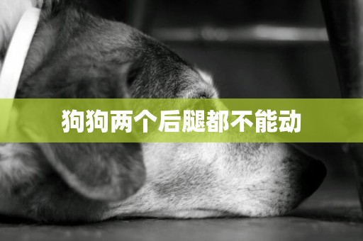 狗狗兩個后腿都不能動