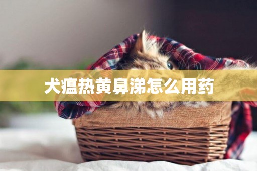 犬瘟熱黃鼻涕怎么用藥