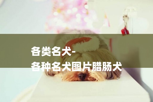 各類名犬-
各種名犬圖片臘腸犬