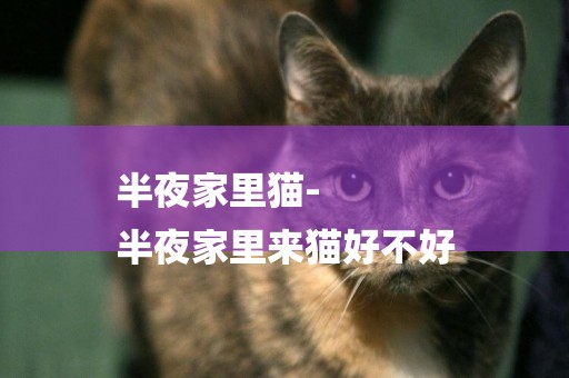 半夜家里貓-
半夜家里來貓好不好