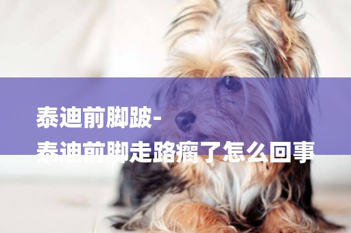 泰迪前腳跛-
泰迪前腳走路瘸了怎么回事