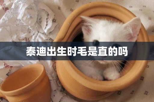 泰迪出生時毛是直的嗎