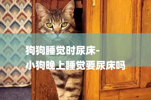 狗狗睡覺時尿床-
小狗晚上睡覺要尿床嗎