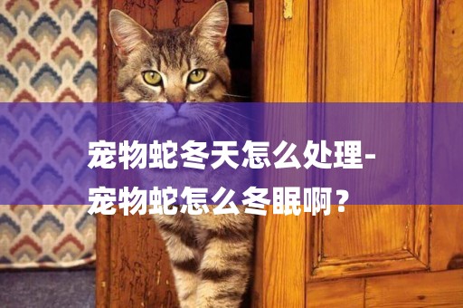 寵物蛇冬天怎么處理-
寵物蛇怎么冬眠啊？
