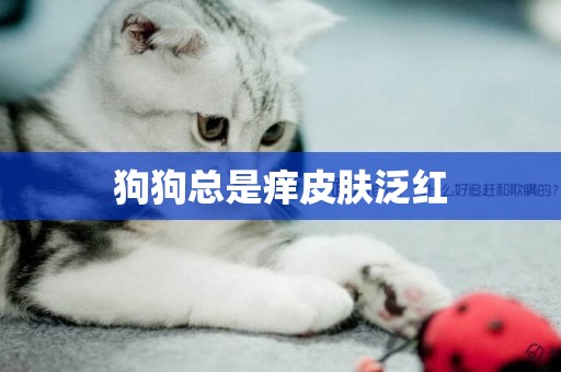狗狗總是癢皮膚泛紅