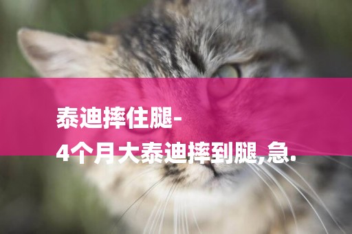泰迪摔住腿-
4個月大泰迪摔到腿,急.