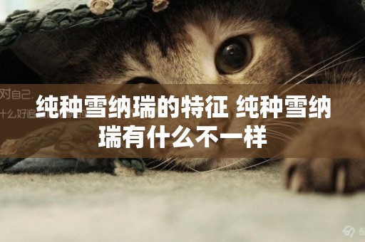 純種雪納瑞的特征 純種雪納瑞有什么不一樣