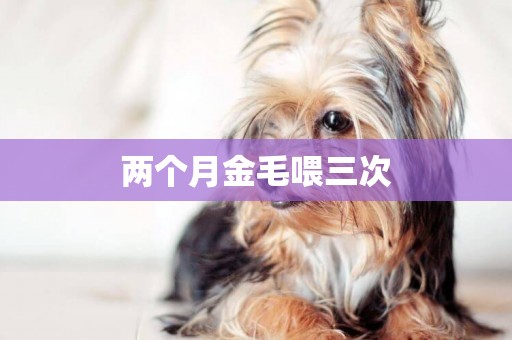 兩個月金毛喂三次
