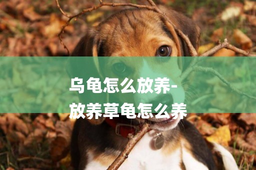 烏龜怎么放養-
放養草龜怎么養
