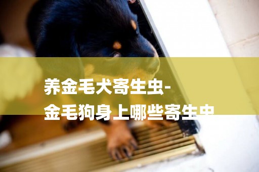 養金毛犬寄生蟲-
金毛狗身上哪些寄生蟲