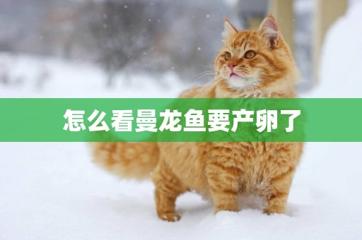 怎么看曼龍魚要產卵了