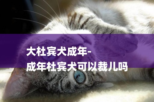 大杜賓犬成年-
成年杜賓犬可以裁兒嗎