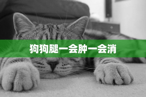 狗狗腿一會腫一會消
