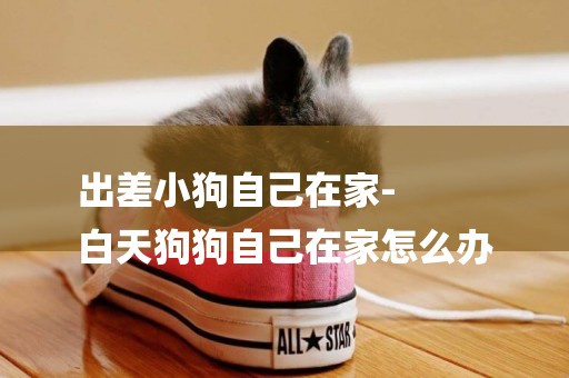 出差小狗自己在家-
白天狗狗自己在家怎么辦