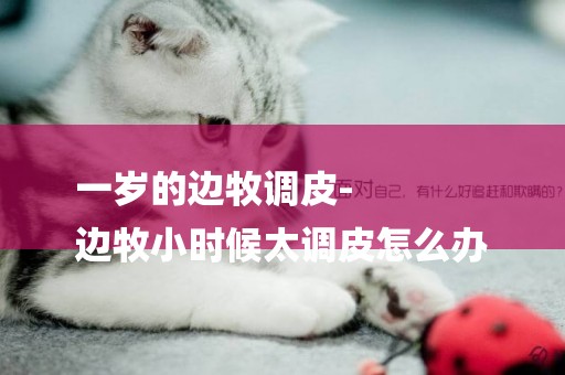 一歲的邊牧調皮-
邊牧小時候太調皮怎么辦