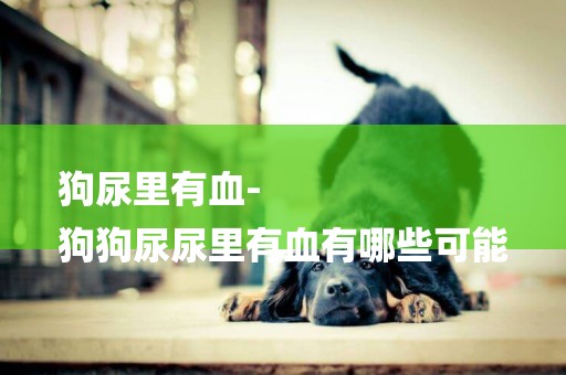 狗尿里有血-
狗狗尿尿里有血有哪些可能