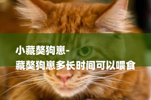 小藏獒狗崽-
藏獒狗崽多長時間可以喂食
