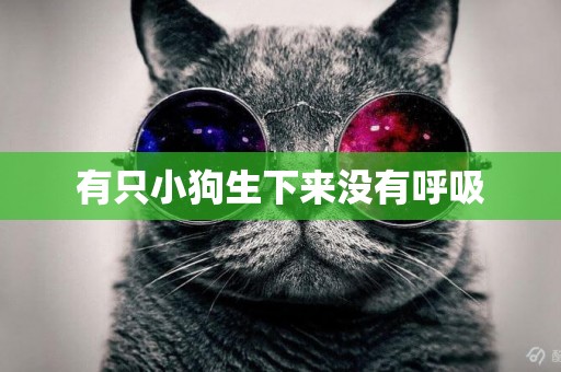 有只小狗生下來沒有呼吸