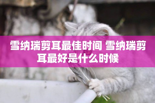 雪納瑞剪耳最佳時間 雪納瑞剪耳最好是什么時候