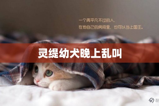 靈緹幼犬晚上亂叫