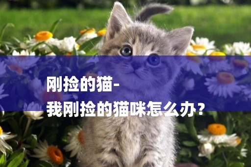 剛撿的貓-
我剛撿的貓咪怎么辦？