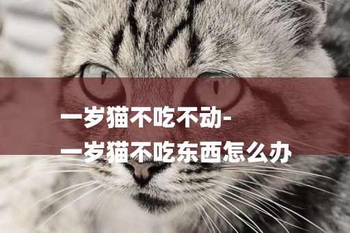 一歲貓不吃不動-
一歲貓不吃東西怎么辦