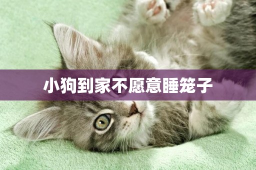 小狗到家不愿意睡籠子