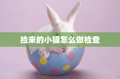 撿來的小貓怎么做檢查