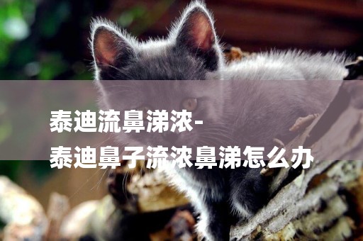 泰迪流鼻涕濃-
泰迪鼻子流濃鼻涕怎么辦