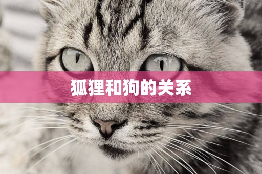 狐貍和狗的關系