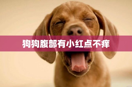 狗狗腹部有小紅點不癢
