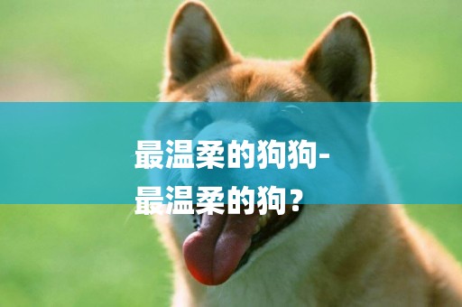 最溫柔的狗狗-
最溫柔的狗？