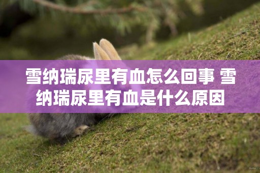 雪納瑞尿里有血怎么回事 雪納瑞尿里有血是什么原因