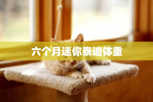 六個月迷你泰迪體重