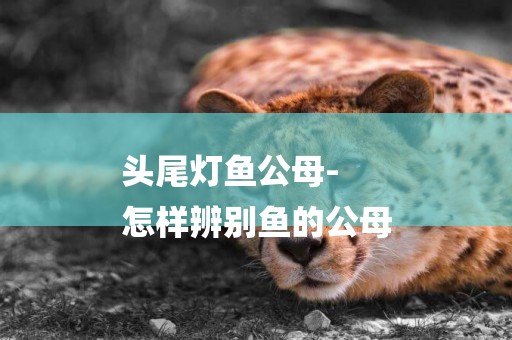頭尾燈魚公母-
怎樣辨別魚的公母