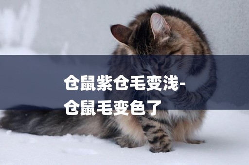 倉鼠紫倉毛變淺-
倉鼠毛變色了