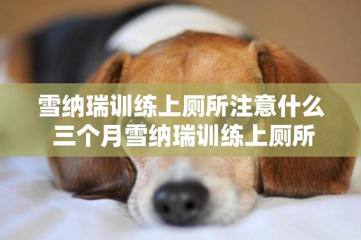 雪納瑞訓練上廁所注意什么 三個月雪納瑞訓練上廁所要注意