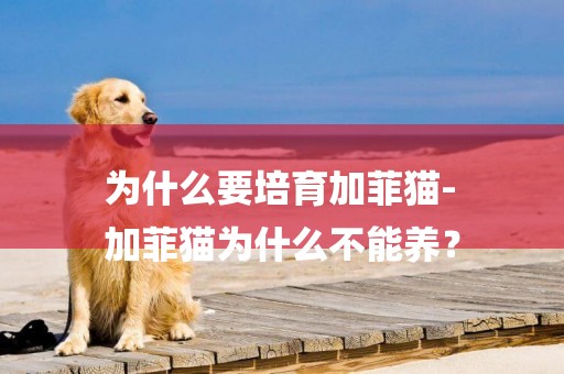 為什么要培育加菲貓-
加菲貓為什么不能養？