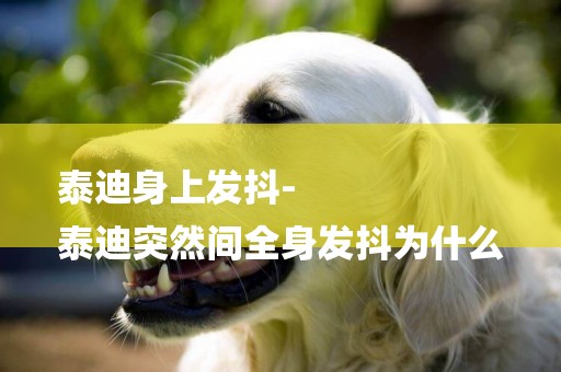 泰迪身上發抖-
泰迪突然間全身發抖為什么