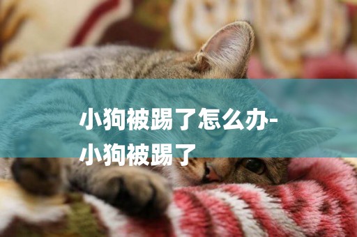 小狗被踢了怎么辦-
小狗被踢了