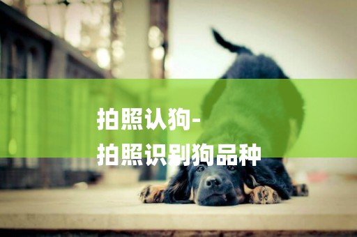 拍照認狗-
拍照識別狗品種