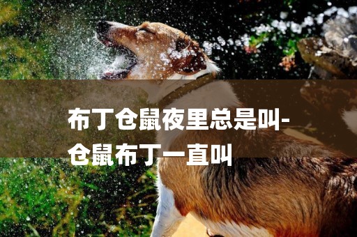 布丁倉鼠夜里總是叫-
倉鼠布丁一直叫