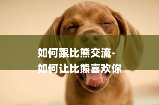 如何跟比熊交流-
如何讓比熊喜歡你
