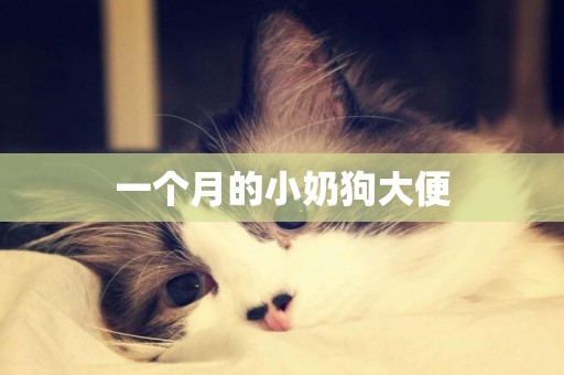 一個月的小奶狗大便