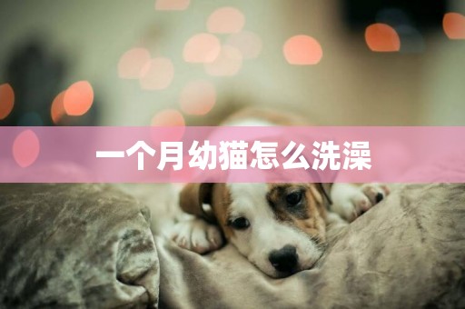 一個月幼貓怎么洗澡